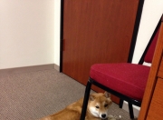 开云官方app入口-当红龙之翼掠过F1赛道，威尔士绝杀之夜与阿拉巴的跨界统治